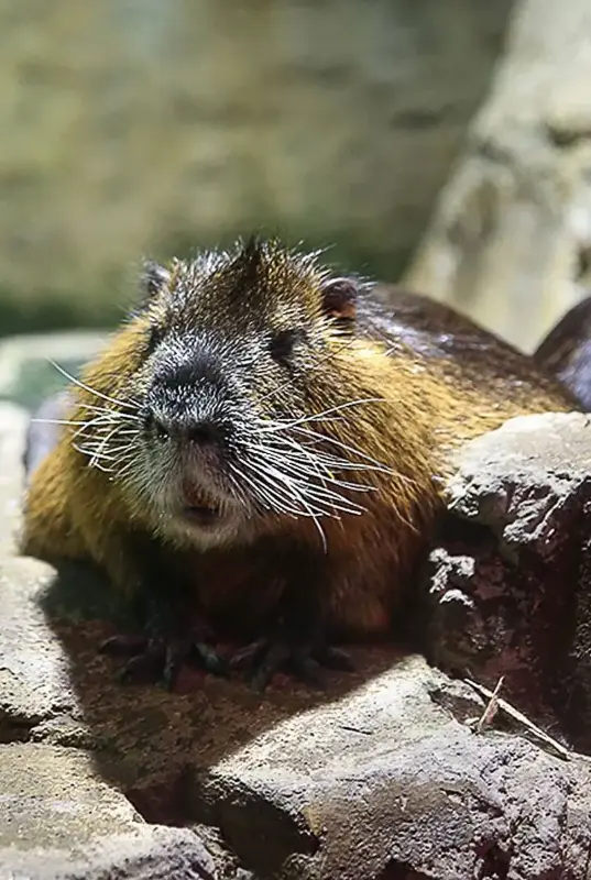 Dubai Aquarium Otter Encounter
